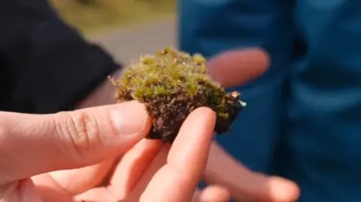 New Fungus in UK Kills Invasive Moss, Restores Habitats - Image 2