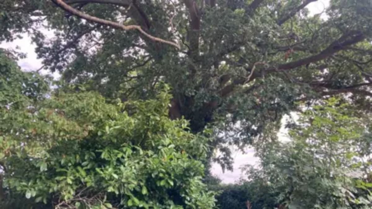 300-Year-Old Oak Gets Protection in Devon - Image 2
