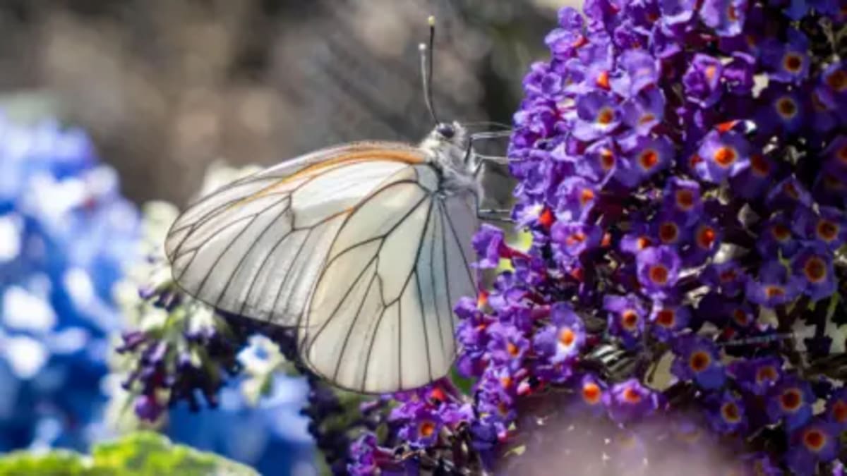 Dartmoor Zoo Brings 'Extinct' Butterfly Back to UK - Image 2