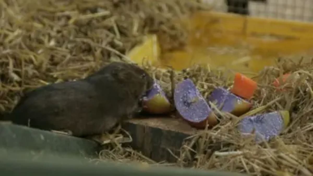 Zoo Celebrates Rare Elephant Shrew Birth - Image 3