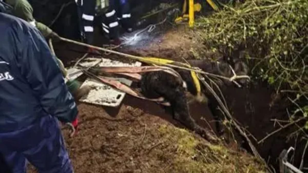Shropshire Firefighters Rescue Cow from Deep Hole - Image 3