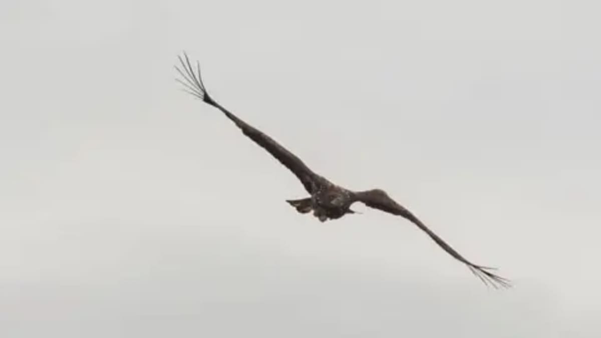 Broken-Wing Eagle Defies Odds, Soars Over Scotland Again - Image 2
