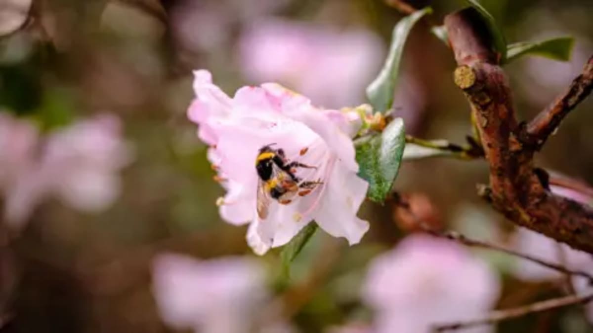 110 Bee Species Found at One UK Garden Baffles Scientists - Image 2
