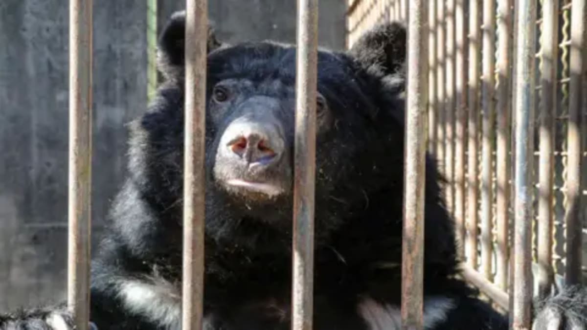 5 Moon Bears Freed From Cages to Start New Lives in Suffolk - Image 2