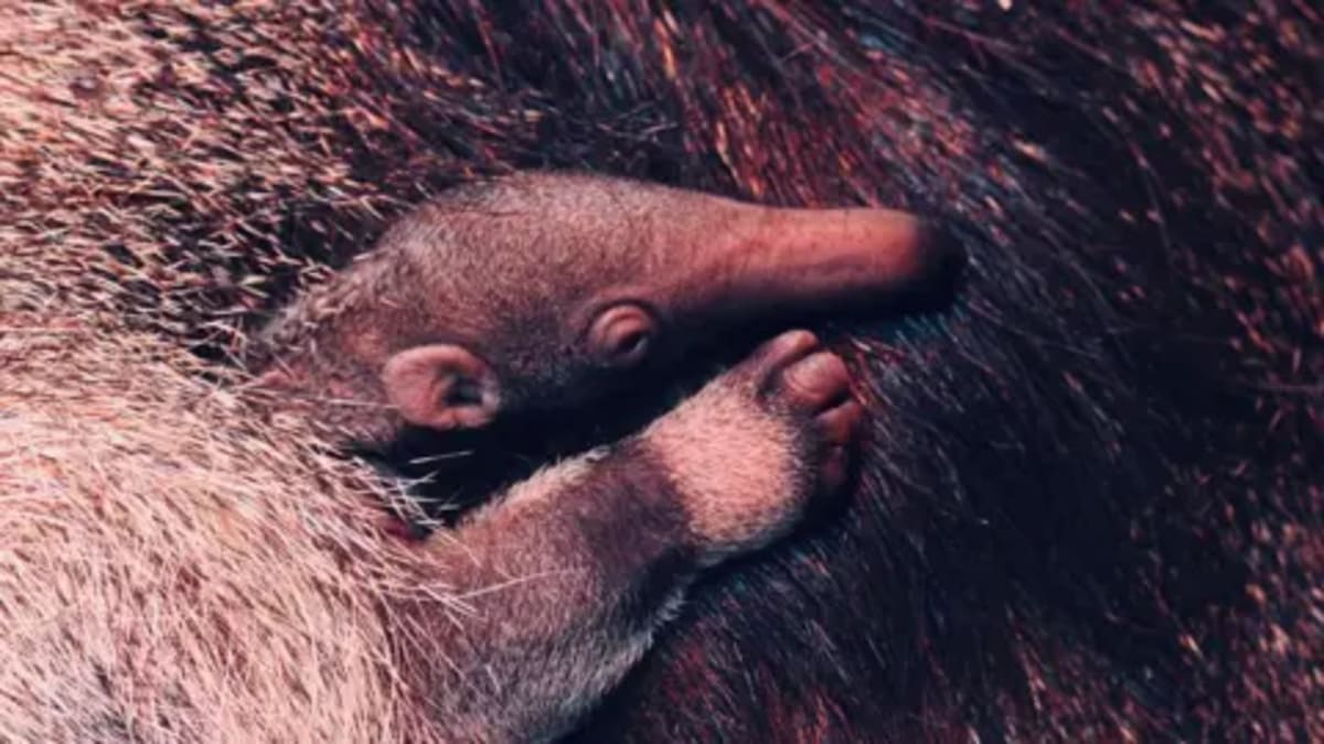 Blackpool Zoo Welcomes Fourth Giant Anteater Pup - Image 2