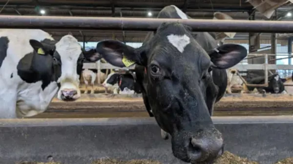 Wales Farmers Save £1M While Cleaning Polluted Rivers - Image 2
