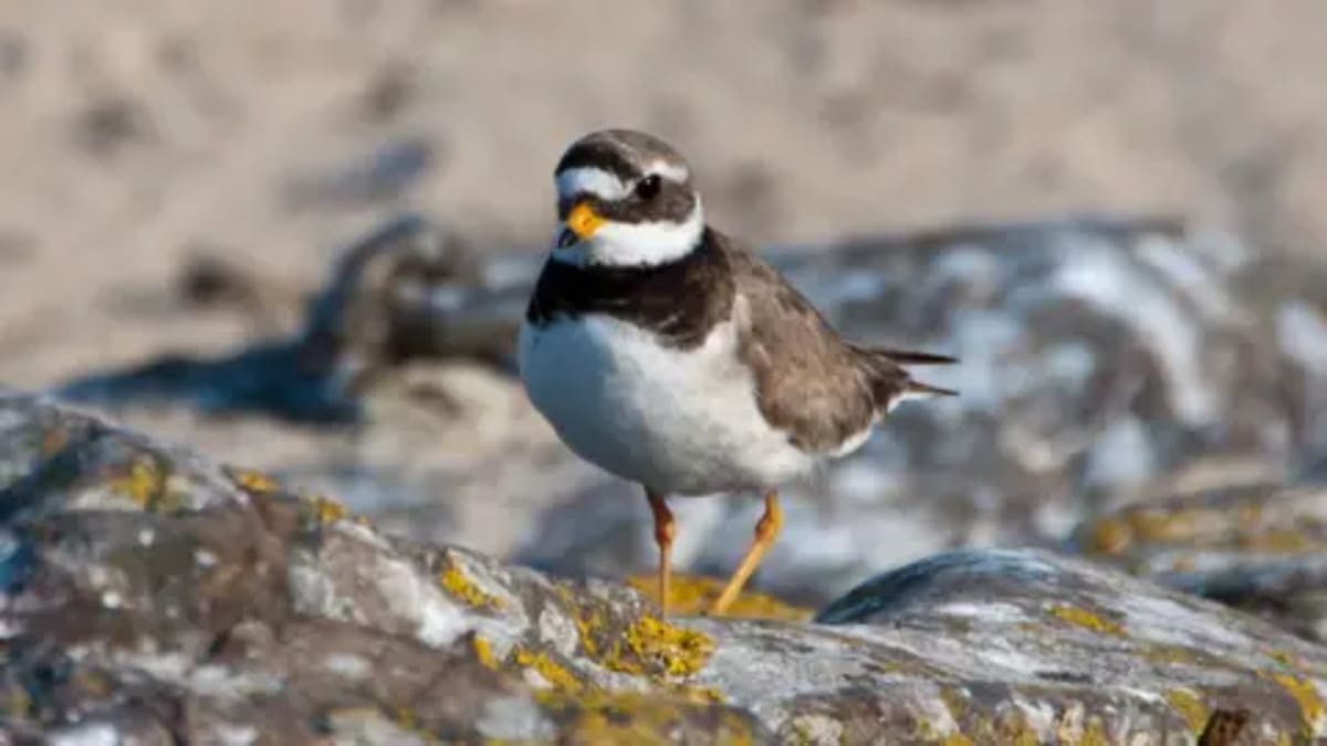 Isle of Man Creates Safe Zone for Endangered Coastal Birds - Image 2