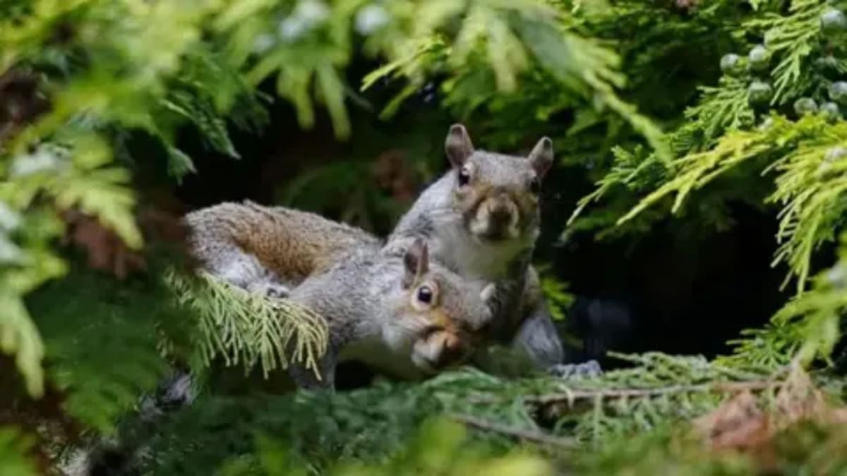 Remote Volunteers Save England's Red Squirrels via CCTV - Image 4