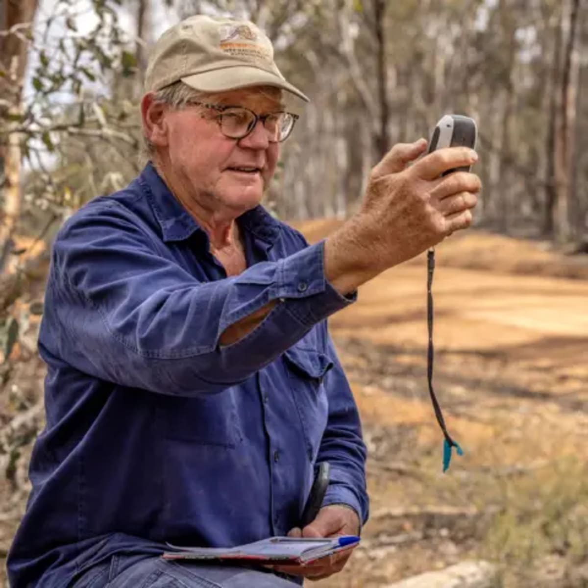 Australia Saves the Numbat from Endangered Species List - Image 4