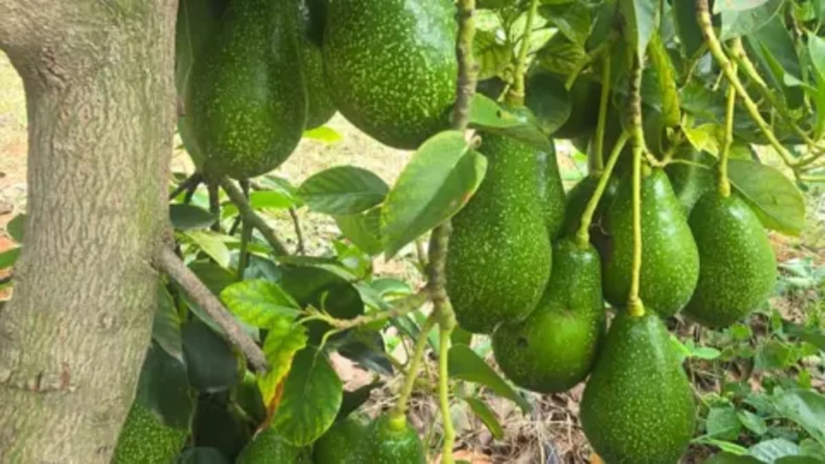 India's Avocado Boom: From 'Dog Fruit' to Darling Crop - Image 5