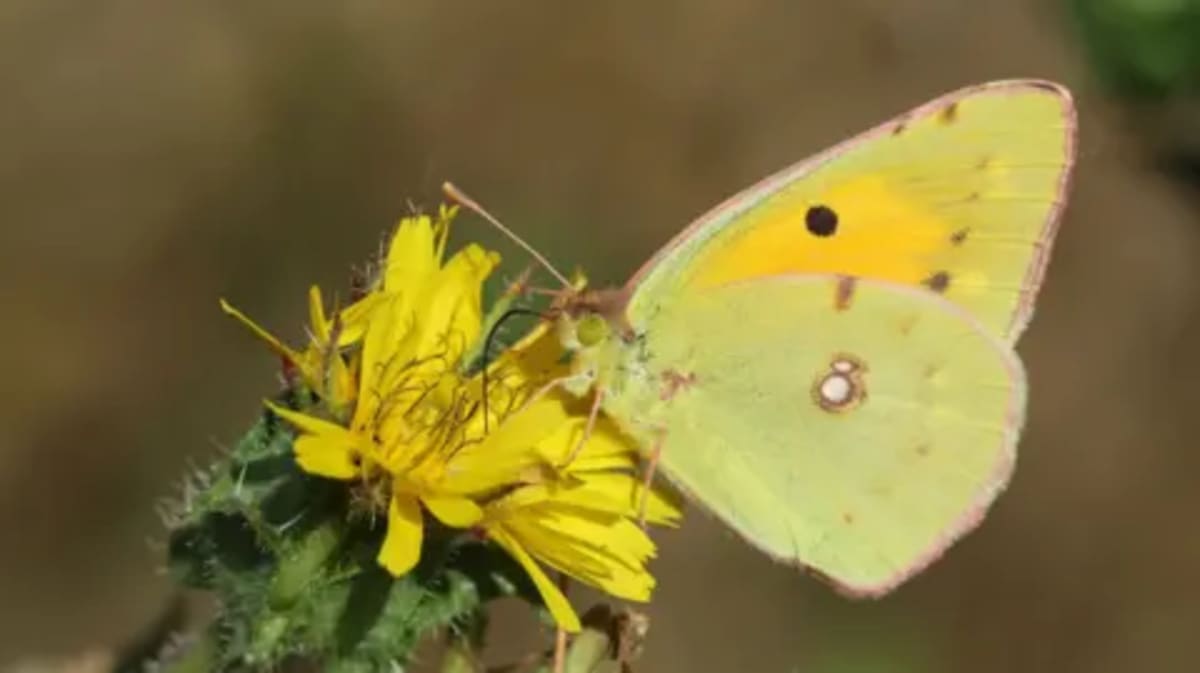 New Insects Thrive in UK's West Midlands as Climate Warms - Image 4