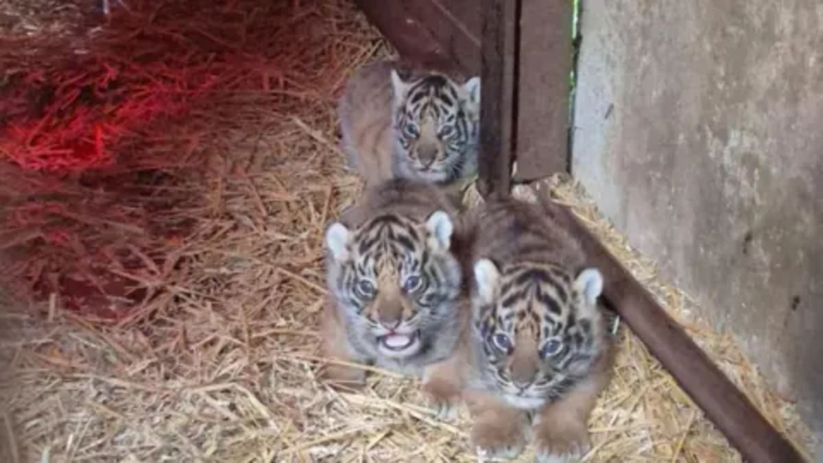 Four Sumatran Tiger Cubs Born at Kent Wildlife Park - Image 2