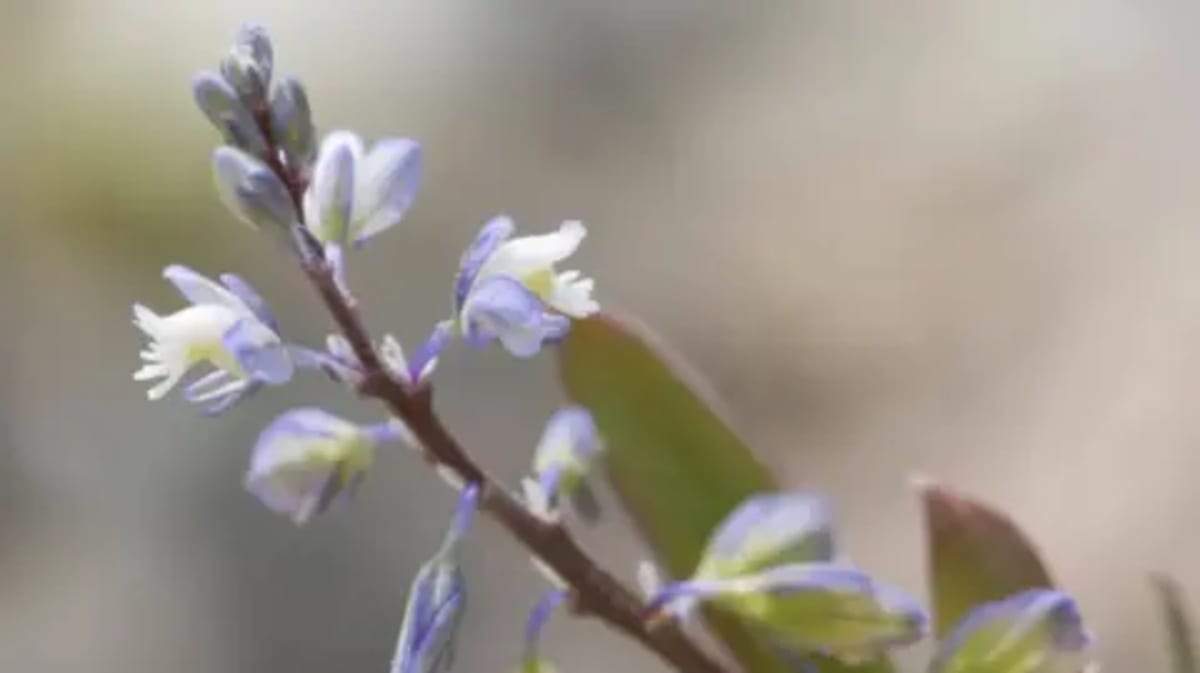 Kent Plant Rebounds from Near-Extinction with 1,245 Blooms - Image 2