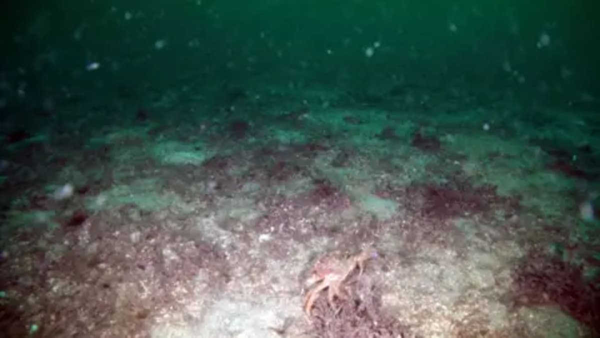 Scottish Seabed Healing After Illegal Fishing Damage - Image 4