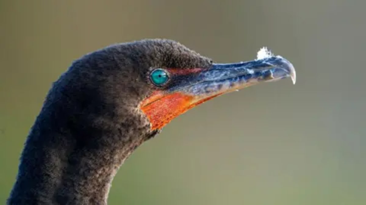 Bird ID Apps Hit 42M Downloads as Gen Z Joins Birding - Image 4