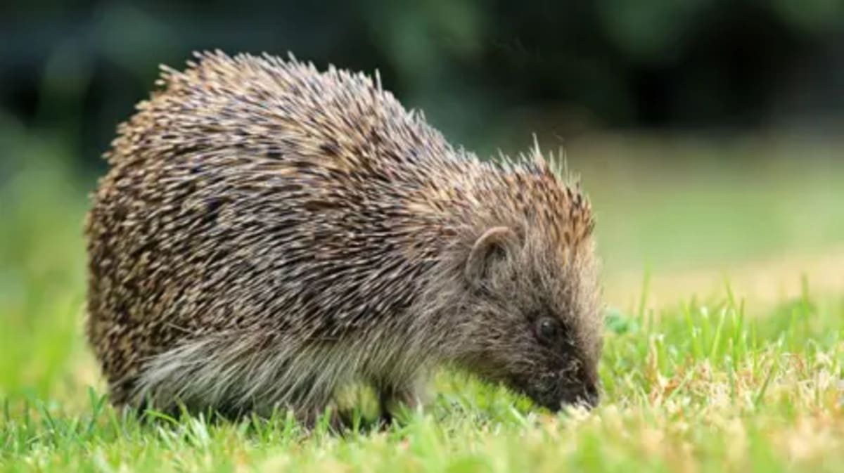 UK Hedgehogs Get Satellite Tracking to Reverse Decline - Image 2
