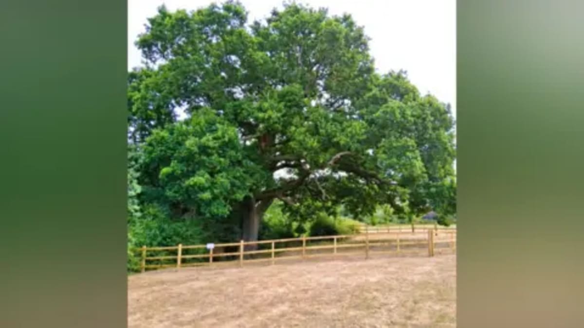 300-Year-Old Oak Tree Gets New Protection in Lincolnshire - Image 2