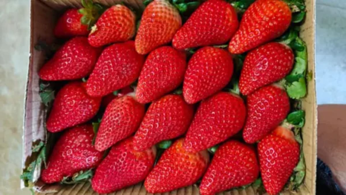 India Builds Year-Round Strawberry Farms With New Tech - Image 2