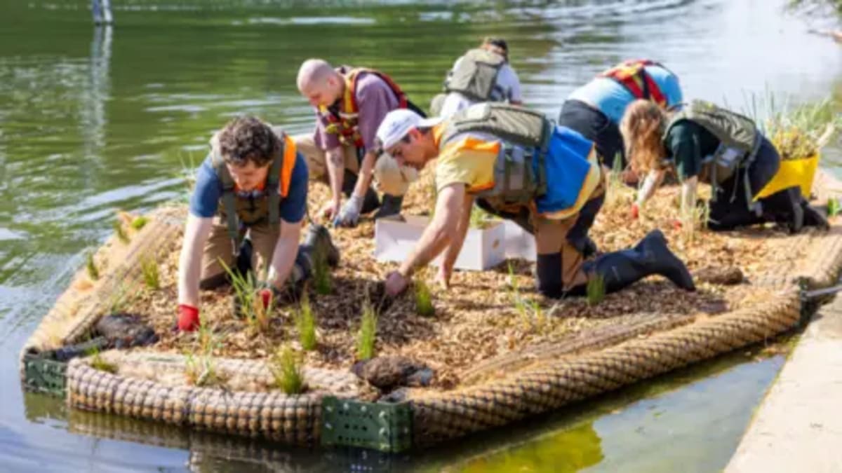 Floating Wetlands Restore Lost Coastal Ecosystems in UK - Image 2