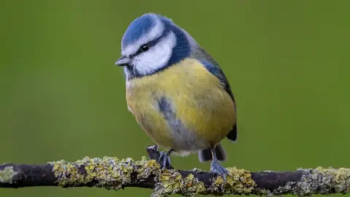 Surrey's Blue Tits Top Local Bird Count Despite National Trend - Image 2