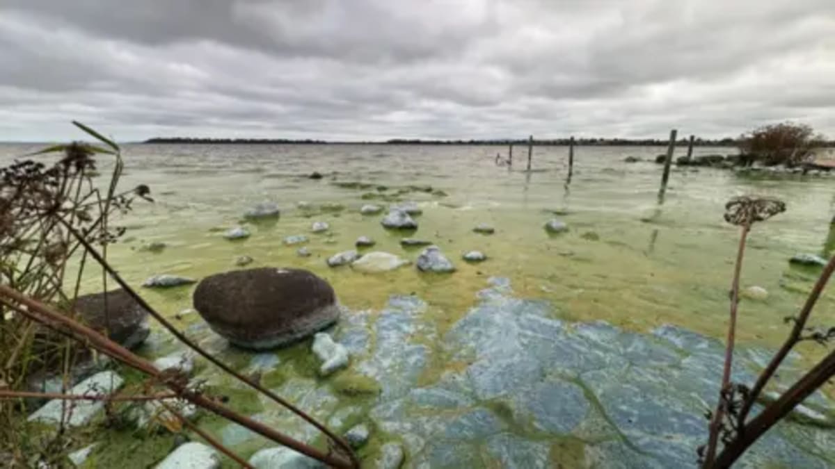 Spanish Lagoon Model Could Transform Lough Neagh's Future - Image 4