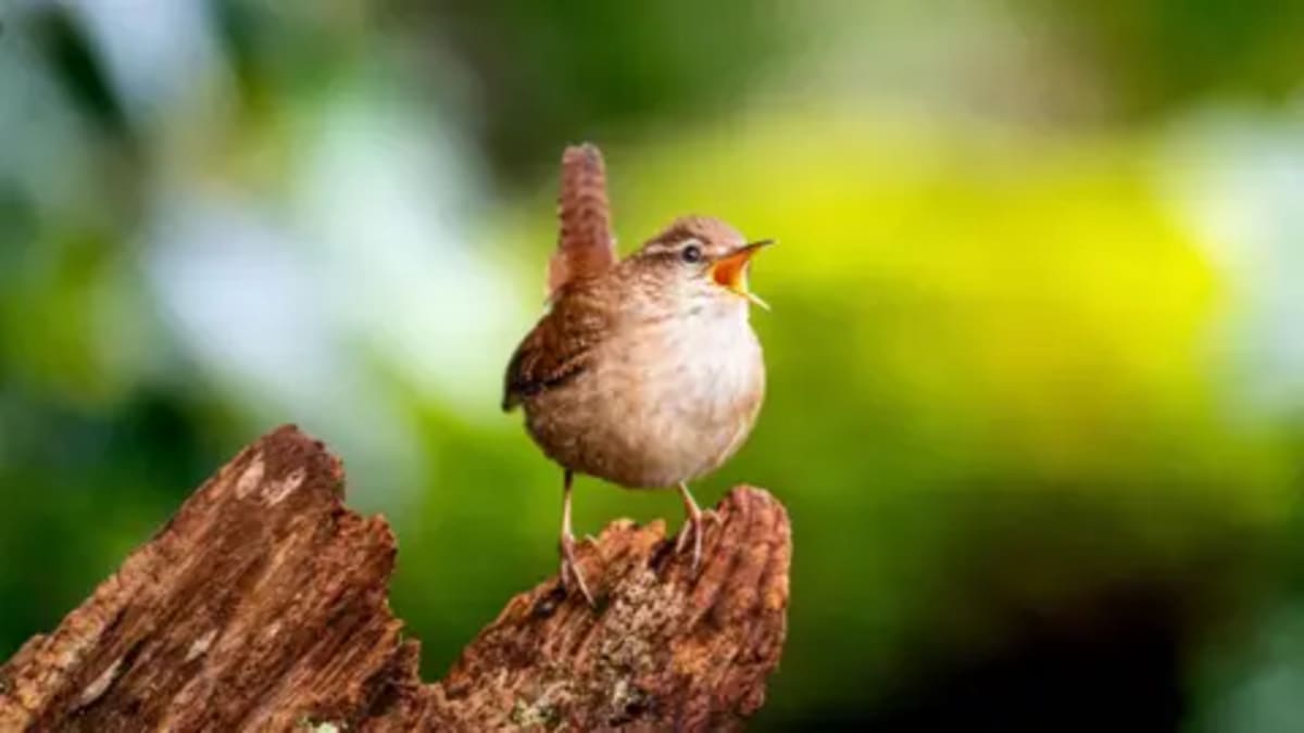 Scientists Crack the Code of Birdsong Across the Globe - Image 2