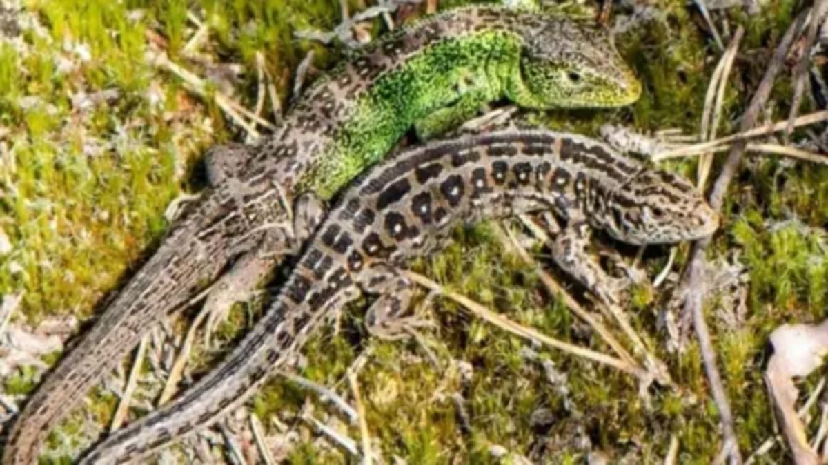 Community Saves 110 Acres of Rare Wildlife Habitat - Image 2