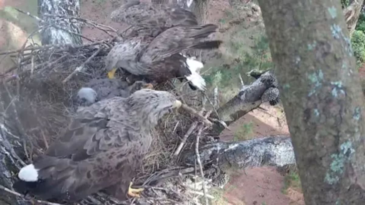 Eagle Chicks Fledge Wild in England for Fourth Year - Image 2