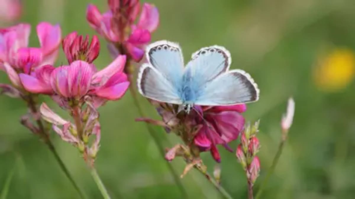 Rare Species Return to UK Nature Reserves After Decades - Image 2