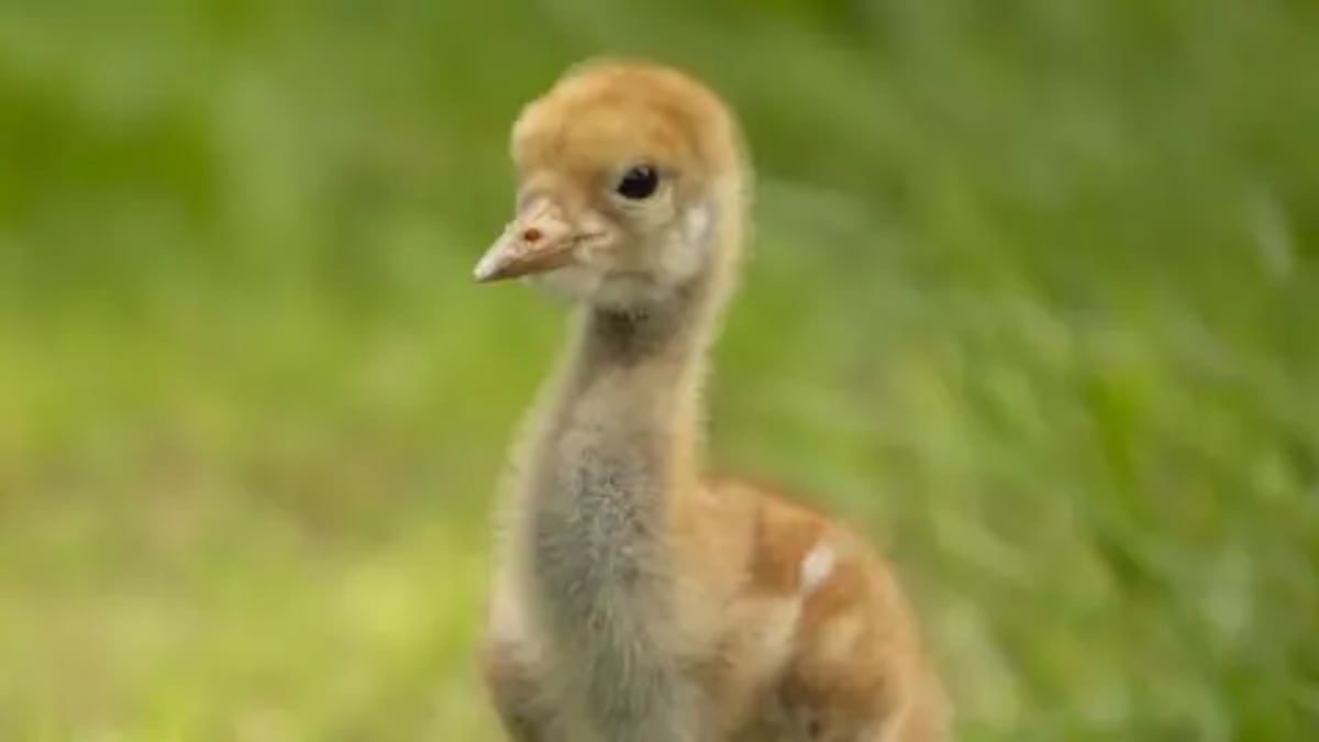 UK Crane Population Hits 250 After 400-Year Extinction - Image 2