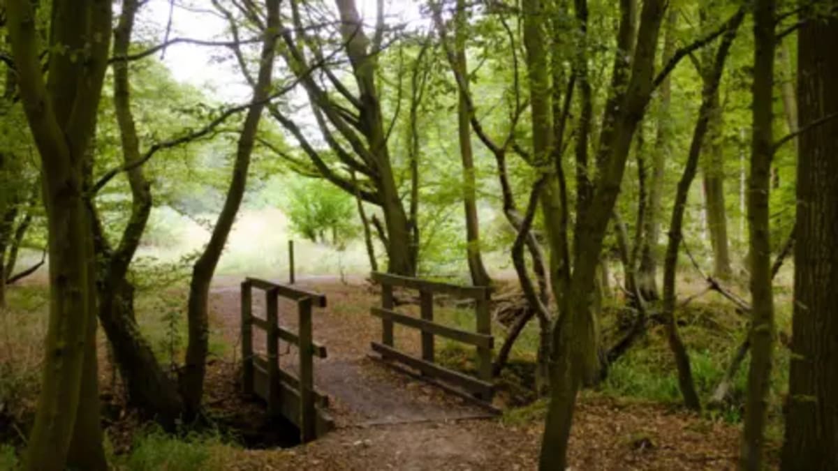 Hertfordshire Discovers 50% More Ancient Woodland Than Expected - Image 2