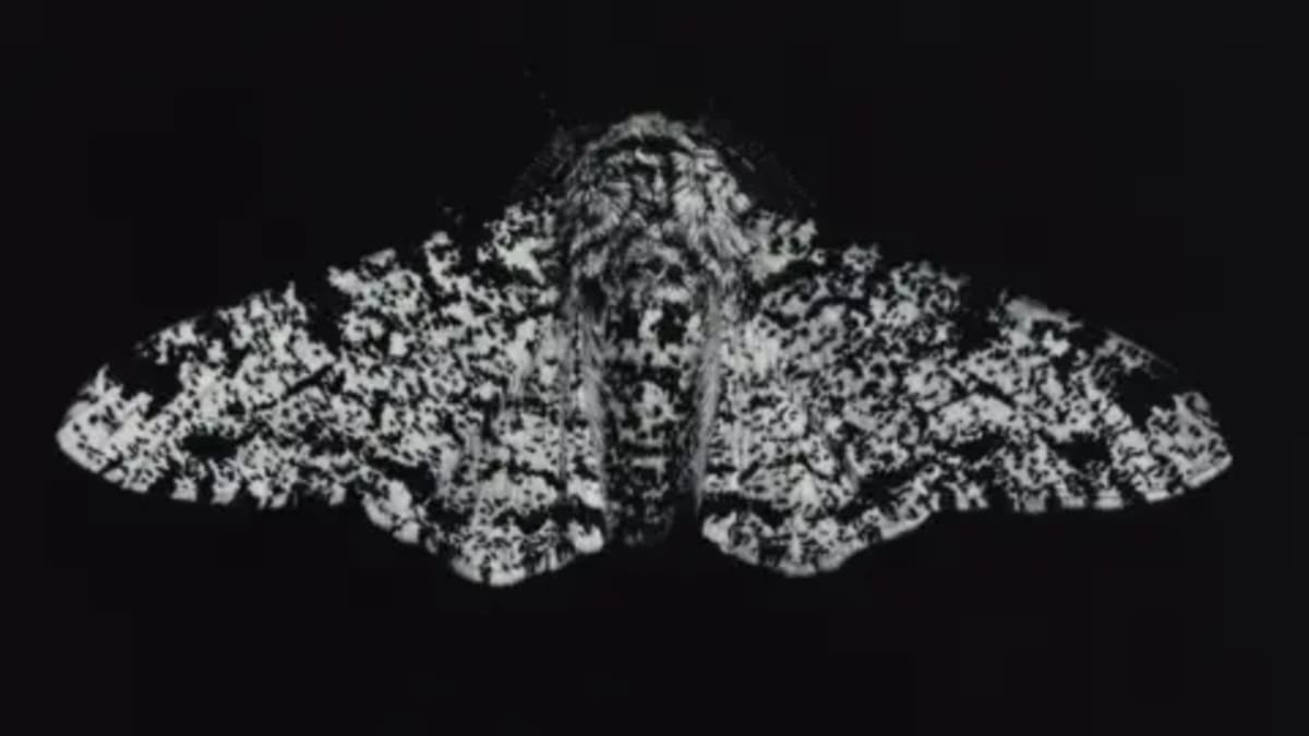 Cornwall Art Show Celebrates Moths' Climate Adaptation - Image 2