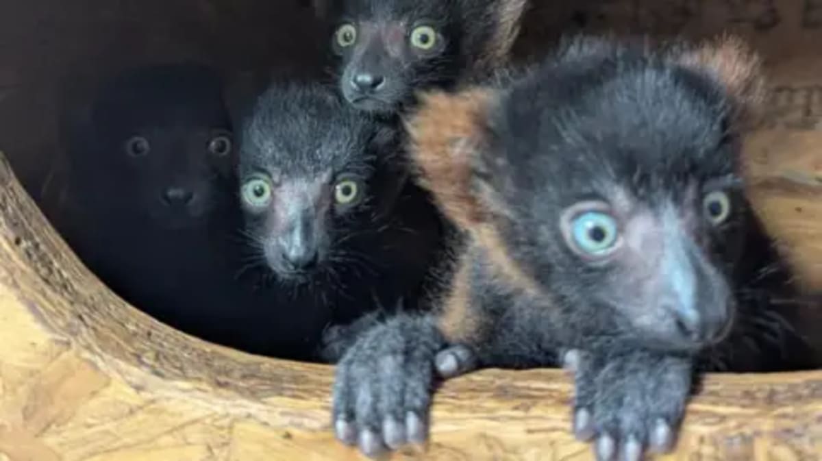 Devon Zoo Welcomes Rare Lemur Quadruplets - Image 2