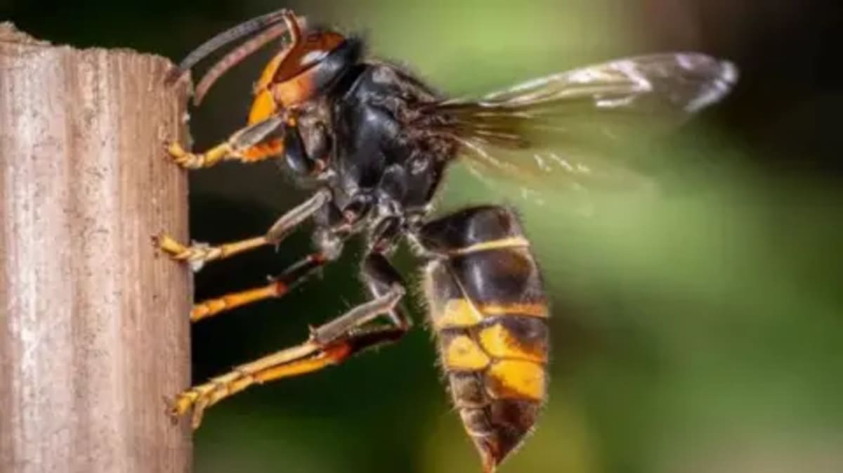 Jersey Launches Live Map to Track Asian Hornet Nests - Image 2