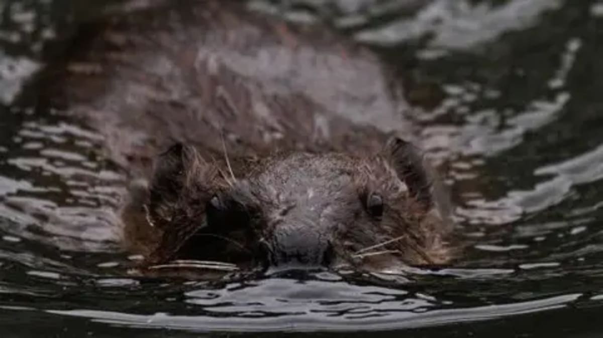 Beavers Return to Gloucestershire After 400-Year Absence - Image 2