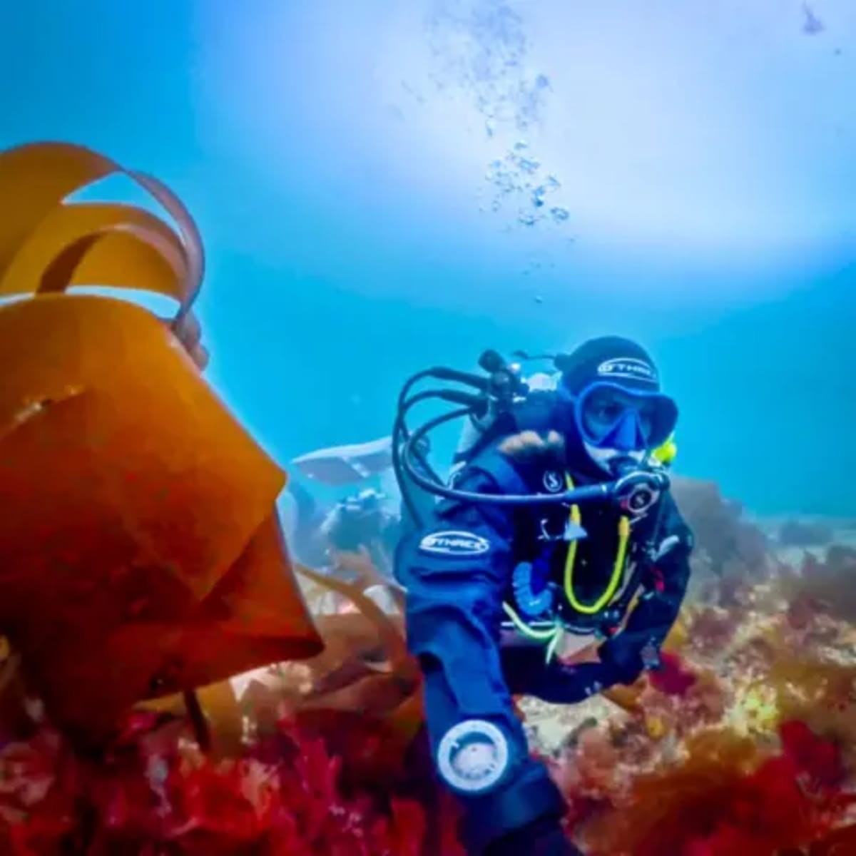 Scientist Solves 40-Year Mystery of Pink-Striped Seaweed - Image 2