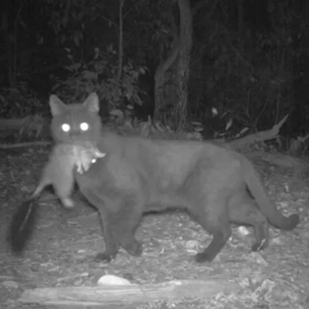 Rare Numbat Removed From Endangered Species List - Image 4