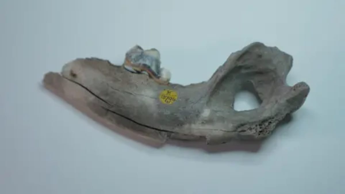 Dogs Became Our Best Friends 5,000 Years Earlier Than Thought - Image 4