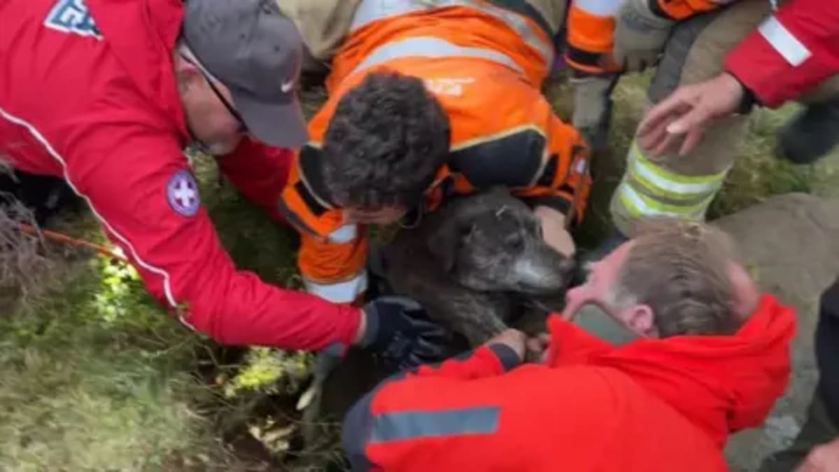 Rescuers Save Dog Trapped 20 Feet Underground for 6 Hours - Image 2