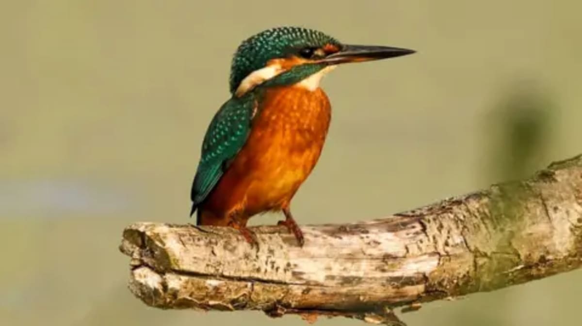 Norfolk Reserve Celebrates 50 Years of Rare Wildlife Wins - Image 2