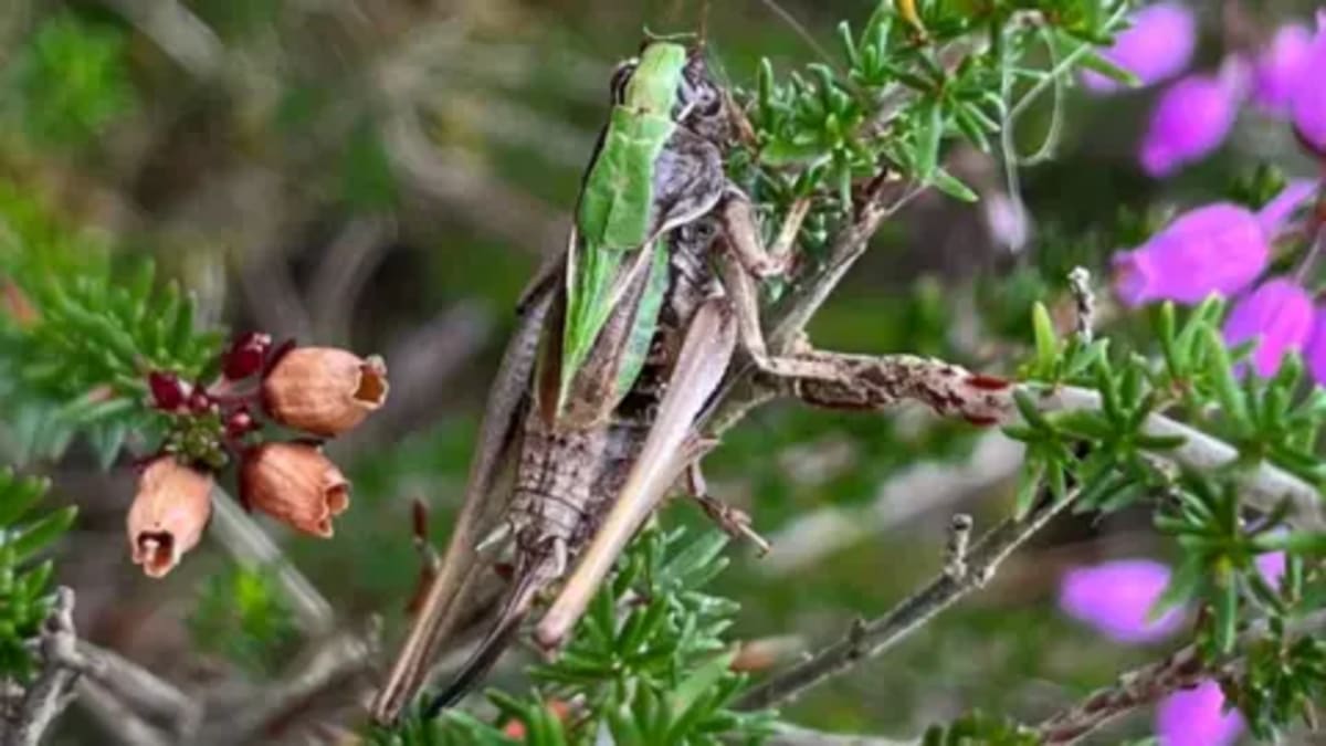 Volunteers Breed Rare Crickets at Home to Restore Wetlands - Image 2