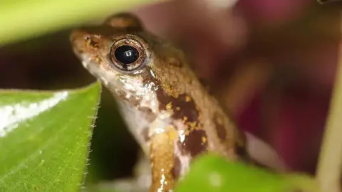 London Zoo Breeds Critically Endangered Frogs First Time - Image 2