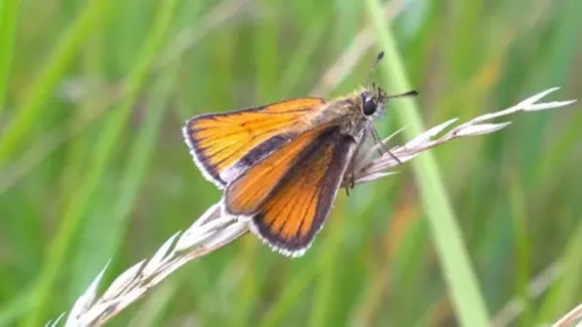 Hull Mini Meadow Brings 10 Butterfly Species to City Centre - Image 3