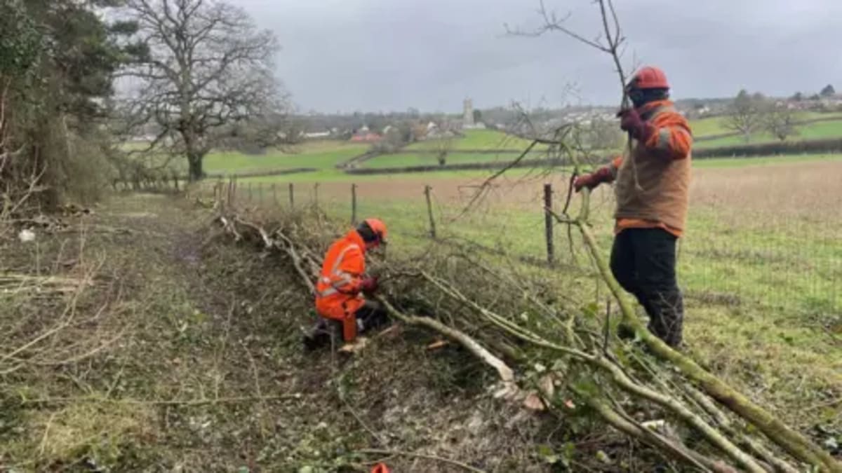 Ancient Hedge Laying Brings Wildlife Back to Somerset Lake - Image 2