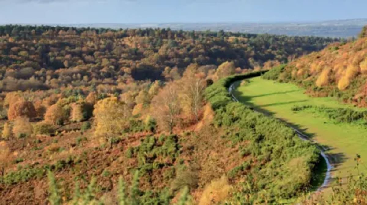 Tunnel Project Accidentally Creates Wildlife Paradise in UK - Image 2