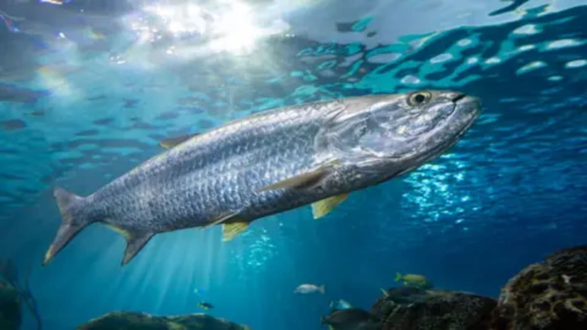 UN Moves to Protect 30 Migrating Fish Species Worldwide - Image 2