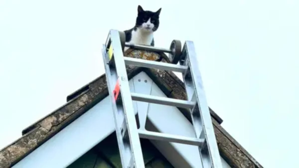 Firefighters Save Cat After 3 Days Stuck on Rooftop - Image 2
