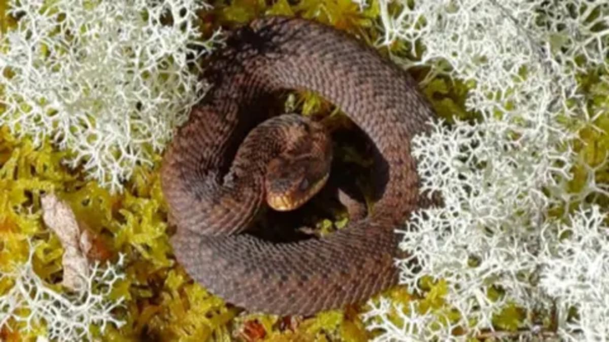 Scotland Creates New Homes for Adders and Rare Reptiles - Image 2