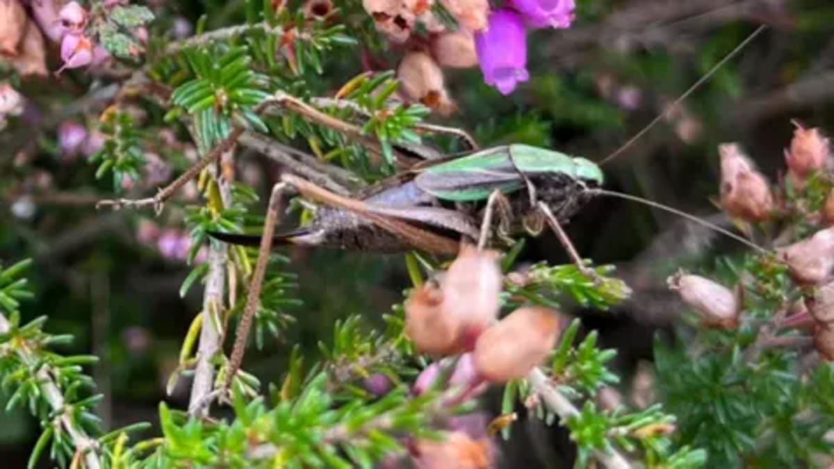 Volunteers Breed Rare Crickets at Home to Restore Wetlands - Image 3