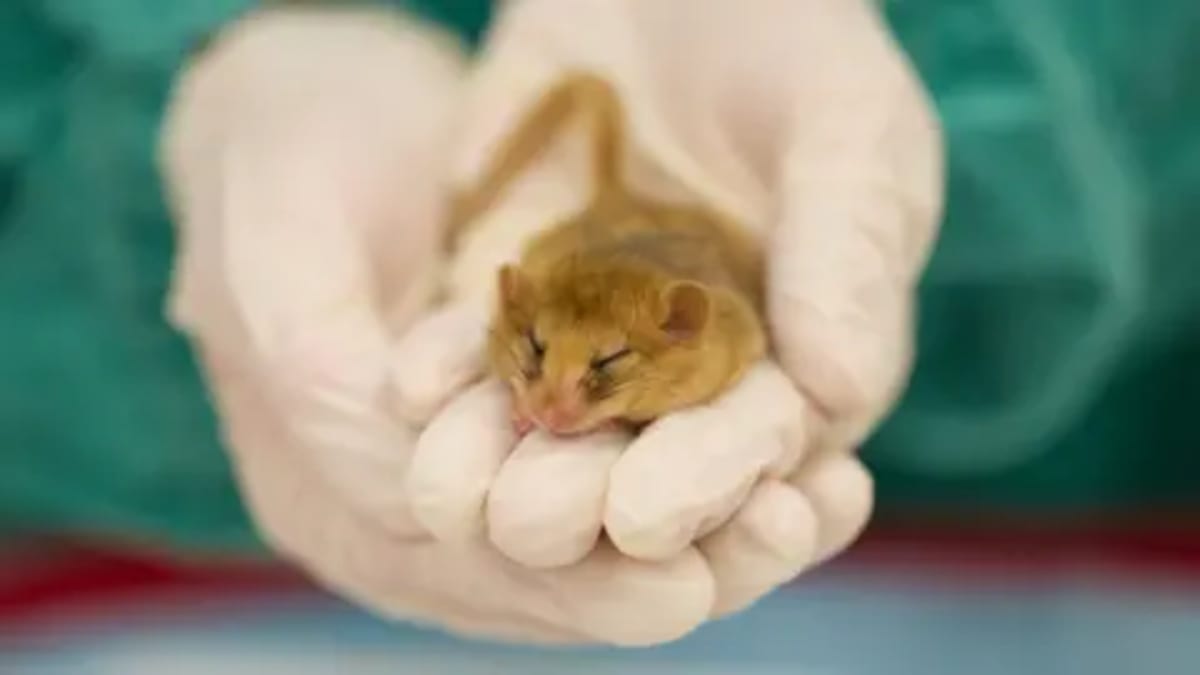 London Zoo Gets $25M Gift for See-Through Animal Hospital - Image 3